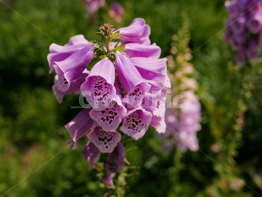 plant,식물,flower,blossom,꽃