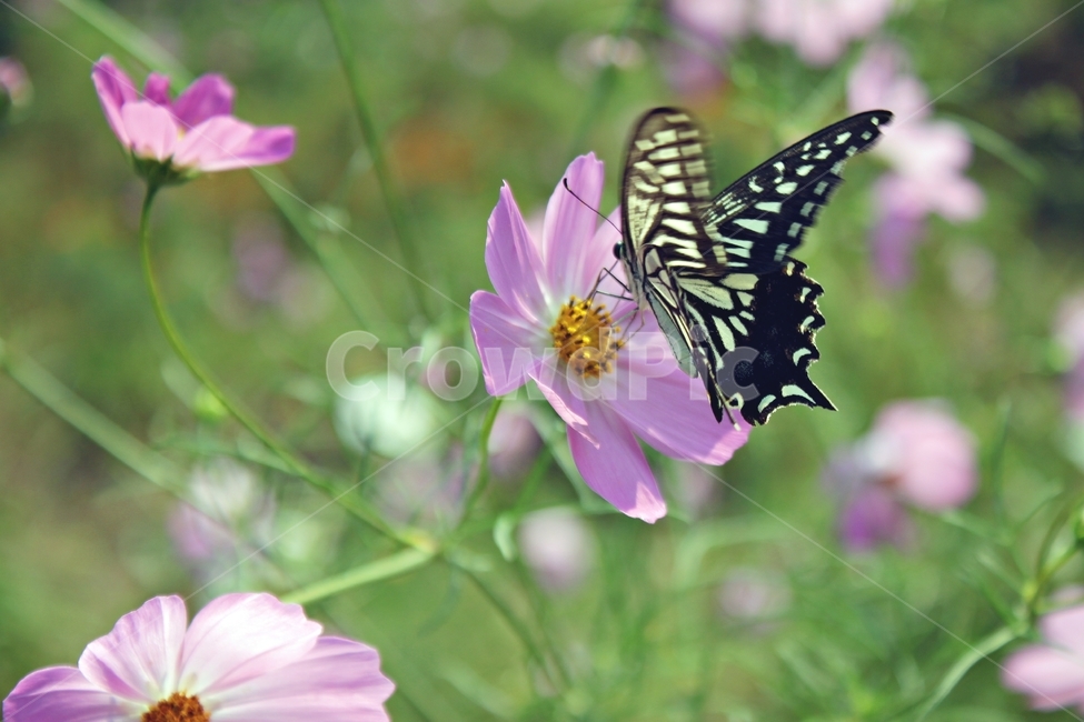 꽃,나비,자연,동물,곤충,형형색색,각종나비,들판,봄,여름,nature,butterfly,flower,뷰티,cute,감성,풀,식물,식물,자연,plants,nature,꽃,flower,동물,animal,곤충,벌레,insect,bug