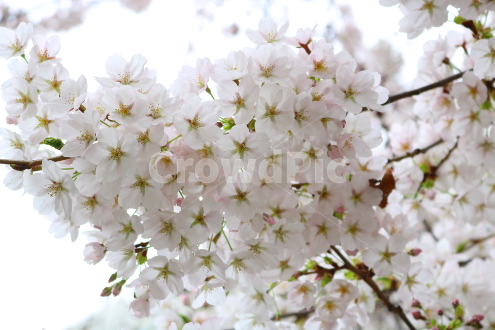 벚꽃,벚나무,벚꽃나무,나무,식물,꽃,장미과,봄,자연,봄,계절,spring,season,식물,자연,plants,nature,꽃,flower,plant,blossom,cherry blossom