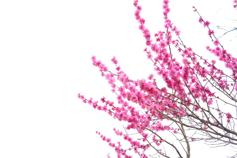 봄,봄꽃,꽃,매화,나들이,배경,배경화면,flower,flowers,spring,봄,계절,spring,season,plant,식물,blossom