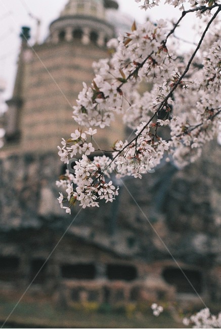 벚꽃,꽃,봄꽃,흰벚꽃,사쿠라,필름사진,봄,계절,spring,season,자연,풍경,nature,landscape,plant,식물