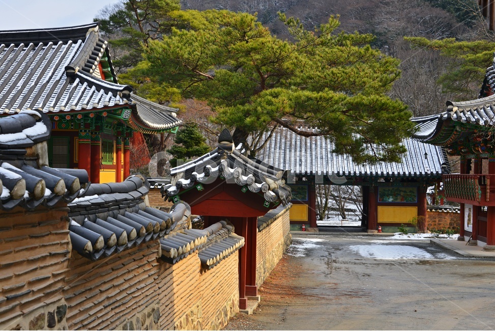 flagstone,판석,path,통로,walkway,보도,building,건물,architecture,건축물,roof,nature,자연,outdoors,옥외,장성,백양사,사찰,불교,종교,유적지,문화재,담장,돌담장,지붕