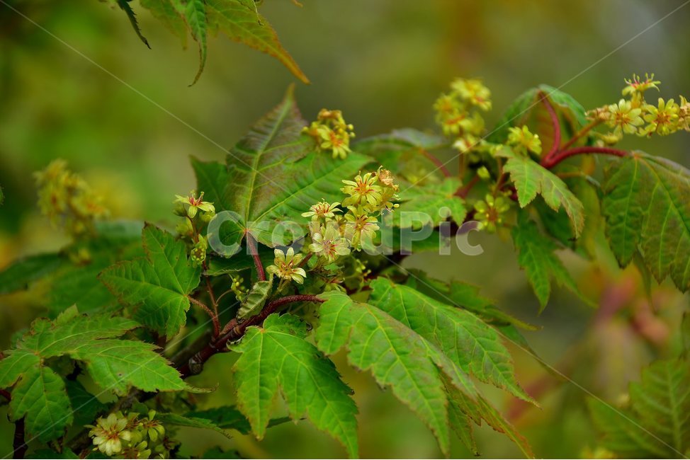 시닥나무,야생화,꽃,식물,자연,생태,플라워,flower,plants,nature,식물,자연,plants,nature