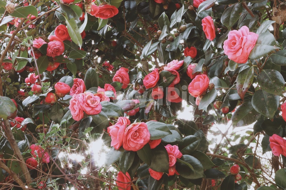 동백,동백꽃,햇빛,감성,색감,식물,자연,plants,nature,꽃,flower,감성,sensible,feeling,휴식,힐링,rest,relaxation,healing