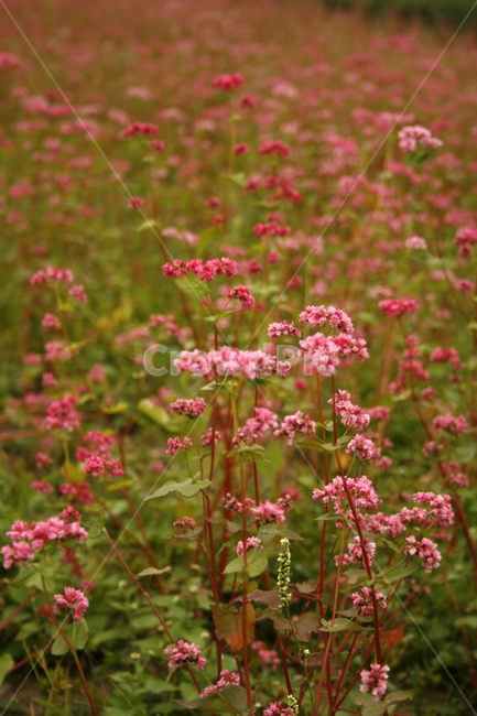 붉은메밀,메밀꽃,꽃,flower,color,식물,식물,자연,plants,nature,꽃,flower