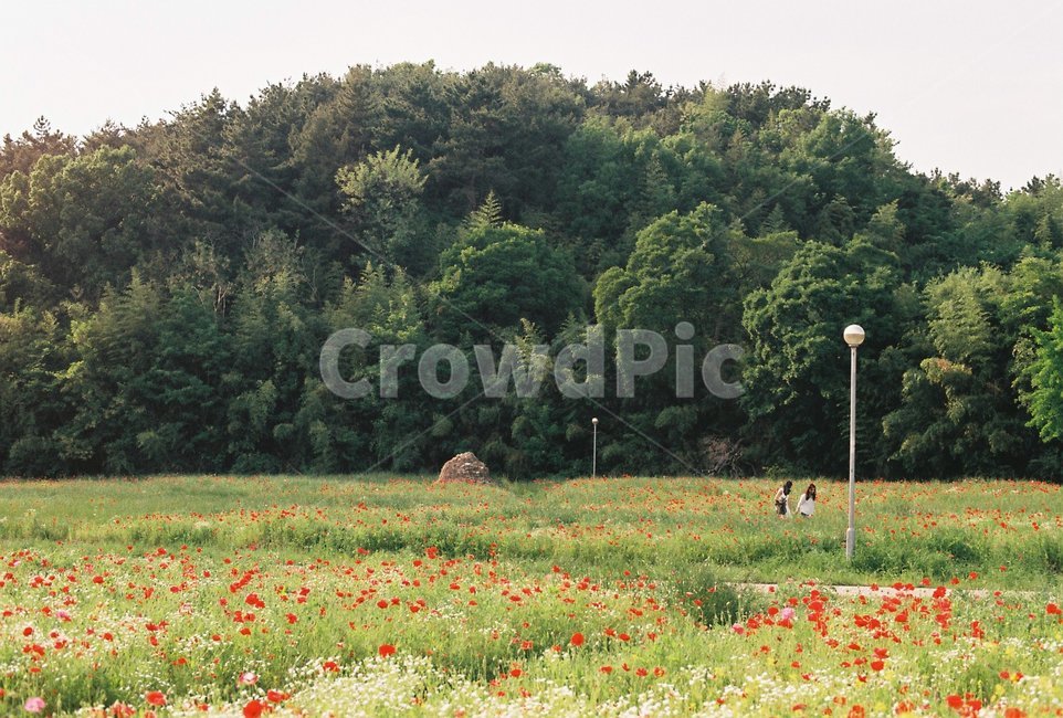 양귀비,꽃밭,꽃동산,창원,창원병원,여름,나들이,들판,outdoors,옥외,plant,식물,nature,자연,field,들,grassland,목초지,필름사진,필름카메라