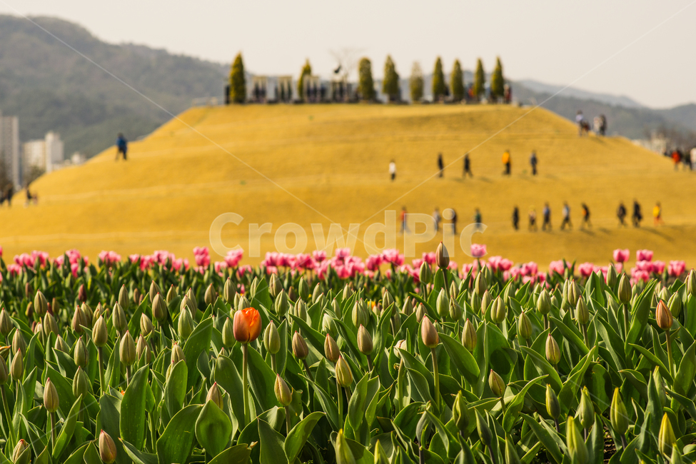 봄,꽃,튤립,국가정원,정원,봄,계절,spring,season,식물,자연,plants,nature,꽃,flower,감성,sensible,feeling,plant