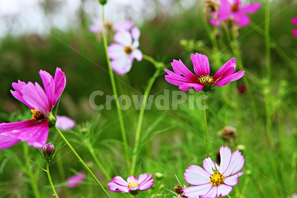 코스모스,꽃,꽃잎,들꽃,식물,가을꽃,가을,공원,자연,식물,자연,plants,nature,꽃,flower