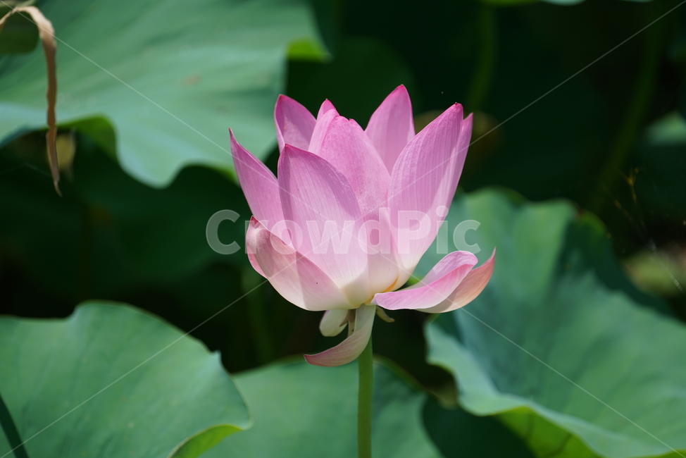 연꽃,수련,수초,식물,뿌리줄기,땅속줄기,연근,불교,연자육,연실,식물,자연,plants,nature,꽃,flower