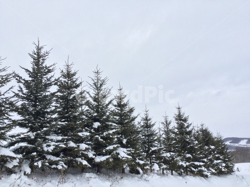 나무,눈,자연,구름,산,겨울,계절,winter,season,자연,풍경,nature,landscape,fir,전나무,tree,plant,식물