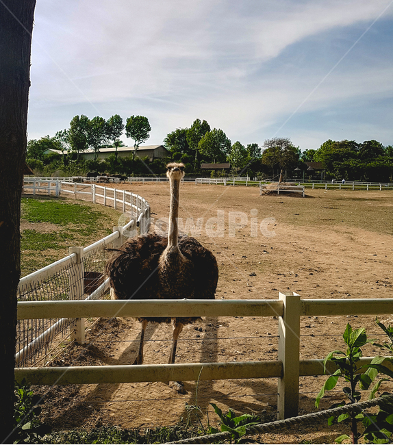 동물,animal,ostrich,타조,자연