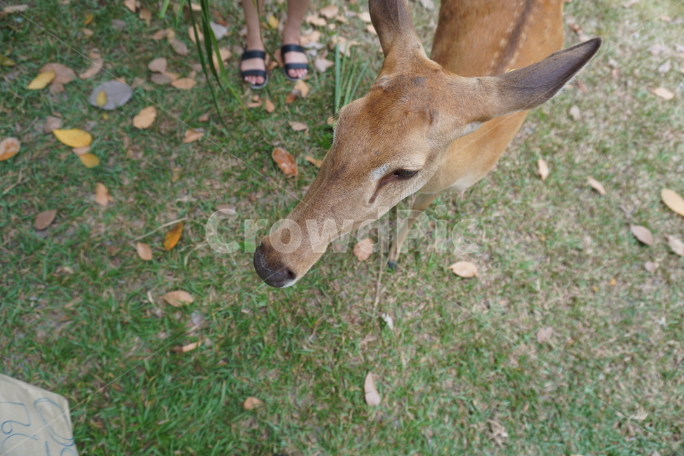 동물,사슴,낙엽,눈,눈망울,잔디,동물,animal,포유류,mammal
