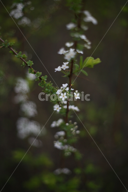 조팝나무,조팝나무꽃,bridalwreath,작은꽃,작은흰꽃,흰꽃,야생화,3월,4월,꽃,봄,봄날,봄꽃,화단,봄화단꽃,자연,식물,plants,nature,flower,spring,아웃포커싱,공원,봄,계절,spring,season,식물,자연,plants,nature,꽃,flower,plant