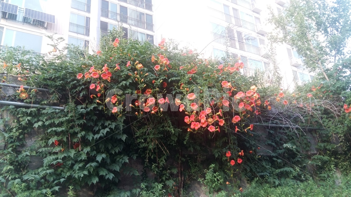 꽃,야생화,능수화,담벼락,도림천