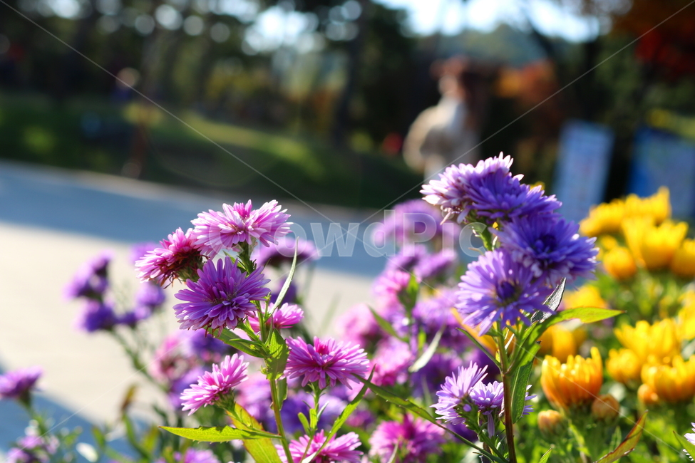 꽃,국화,국화꽃,식물,자연,소국화,야생화,식물,자연,plants,nature,꽃,flower