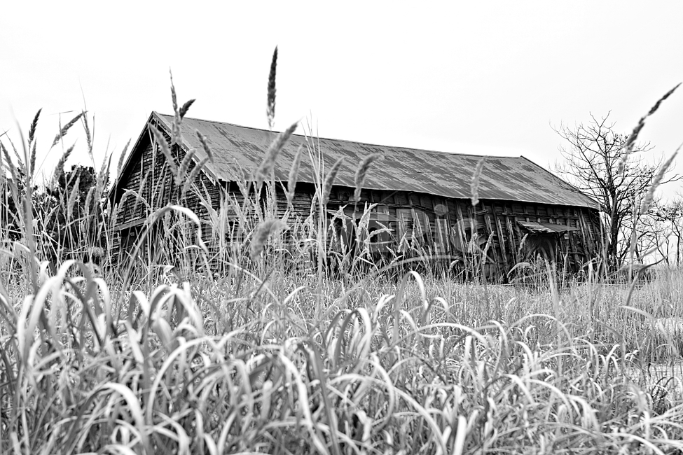 소금창고,창고,갈대,풍경,자연,가을,계절,fall,autumn,season,흑백,모노톤,monochrome,black and white,건축물,건물외관,exterior,building,structure,architecture,construction,nature,outdoors,옥외,건물,housing,주택