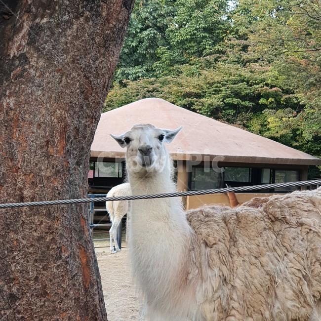 동물원,라마,동물,양,animal,sheep,털