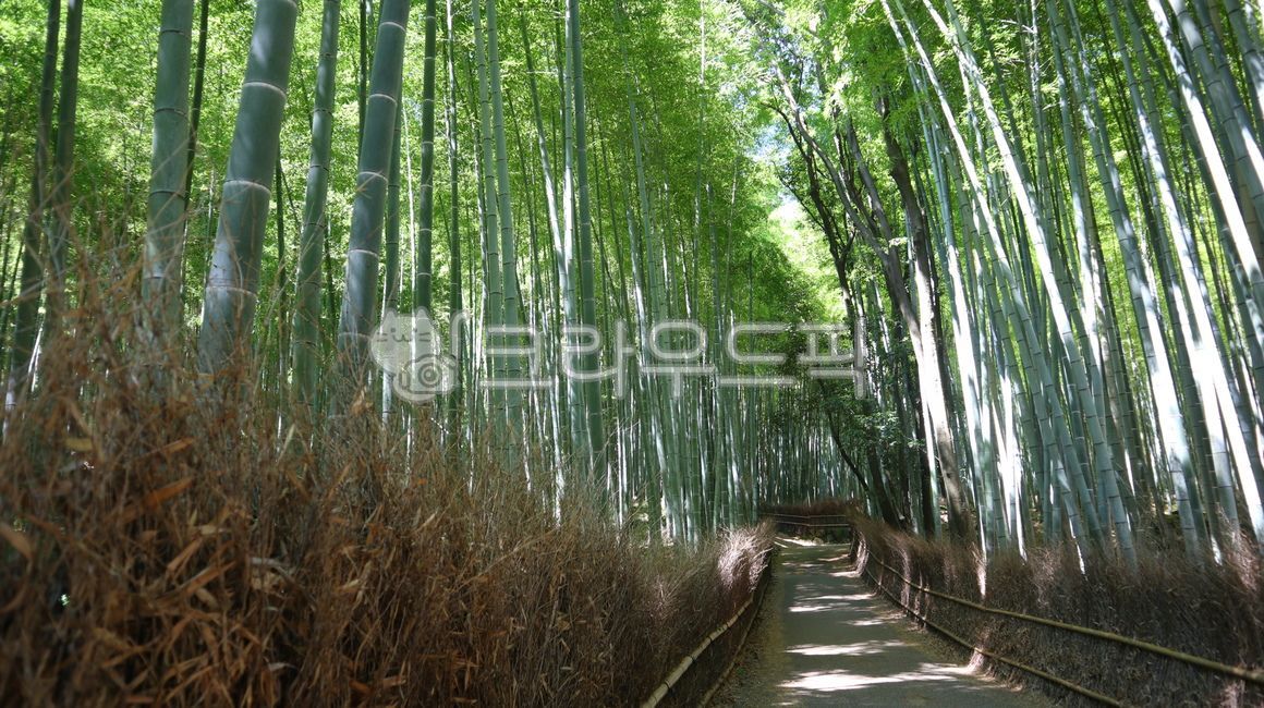 치쿠린,대나무숲,아라시야마,대나무,교토,일본