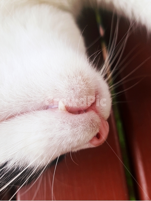 주둥이,고양이,냥이,개냥이,꿀잠,길고양이