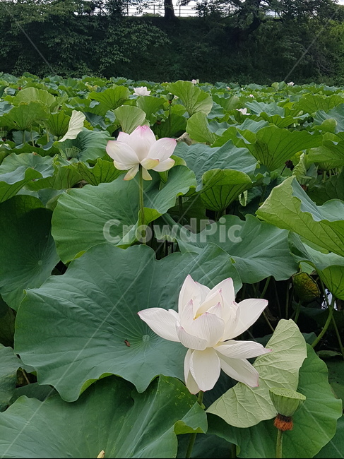 plant,식물,flower,꽃,연꽃,식물,자연,plants,nature