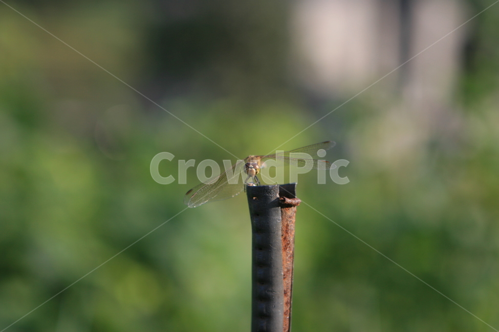 곤충,잠자리,insect,bug,dragonfly,벌레,곤충,벌레,insect,bug