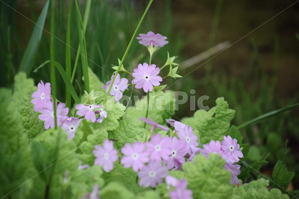 봄,앵초,꽃,식물,primrose