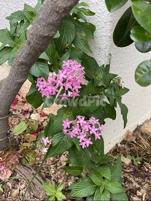 plant,식물,flower,garden,꽃,화단,정원,식물,자연,plants,nature,꽃,flower