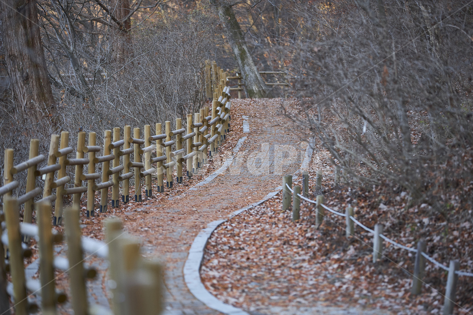길,낙엽길,산책로,늦가을,road,가을,계절,fall,autumn,season