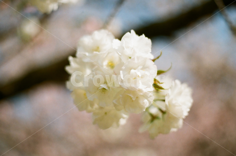 plant,식물,벚꽃,cherry,blossom,식물,자연,plants,nature,꽃,flower