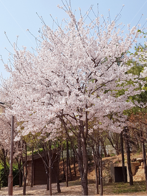 벚꽃,봄,꽃,식물,cherryblossoms,꽃배경,예쁜꽃,벚꽃나무,봄,계절,spring,season,식물,자연,plants,nature,꽃,flower,나무,trees,wood,plant,blossom