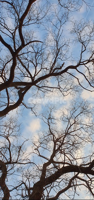 겨울풍경,겨울나무,파란하늘,나무,tree,식물,자연,plants,nature,나무,trees,wood