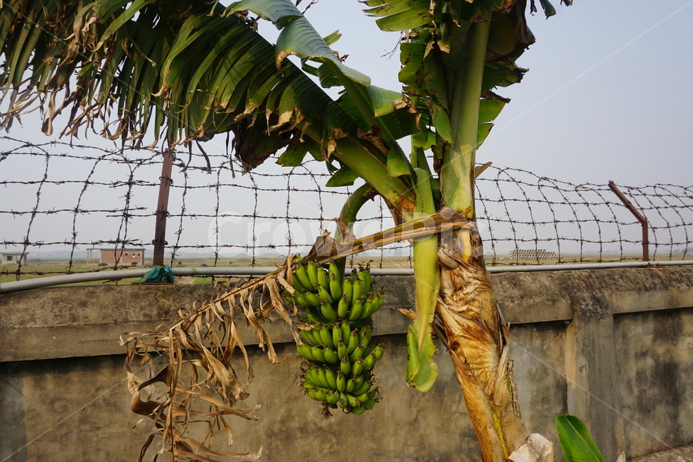 바나나,plant,식물,fruit,과일,과일,열매,fruit