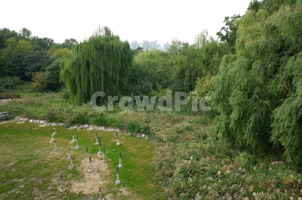tree,나무,plant,식물,초목,nature,자연,outdoors