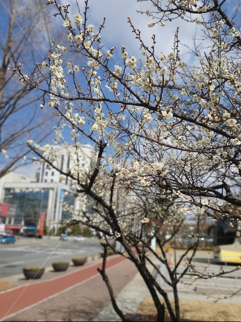 벚꽃,봄,맑음,따뜻함,꽃,나무,봄,계절,spring,season