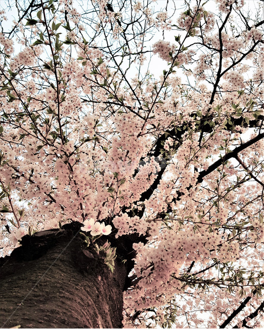 벚꽃,cherryblossom,꽃,flower,봄,spring,하늘,sky,식물,핑크,분홍,나무,pink,벚나무,감성사진,배경,color,색감,색,색채