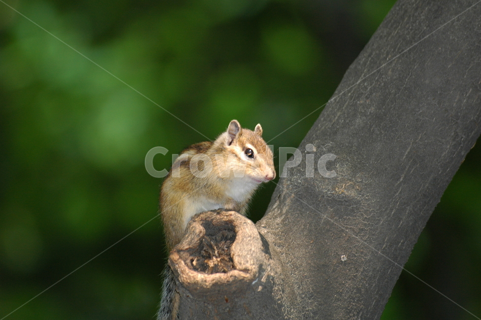 다람쥐,나무,숲,동물,포유류,동물,animal,포유류,mammal