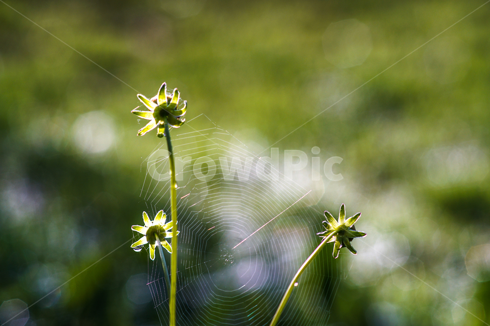 들꽃,꽃,봉우리,거미줄,식물,식물,자연,plants,nature,꽃,flower