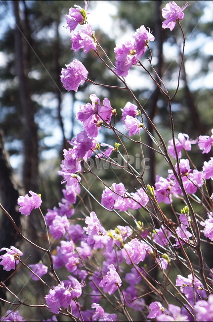 진달래,핑크,분홍,4월,식용,봄,빛,산,봄,계절,spring,season,식물,자연,plants,nature,꽃,flower,plant