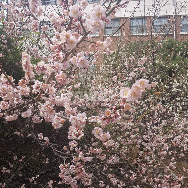 봄,매화,자연,풍경,꽃,봄,계절,spring,season,식물,자연,plants,nature,꽃,flower,plant,blossom,cherry blossom,벚꽃