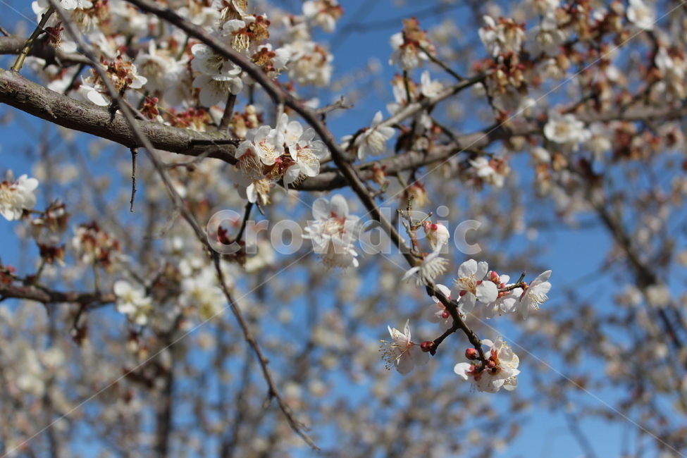 꽃,길가,색감,봄,spring,계절,분위기,flower,매화,벚꽃,겹벚꽃,흰꽃,white,sensitive,feeling