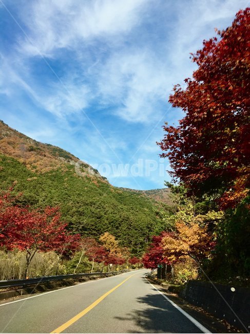 가을,단풍,드라이브,가을드라이브,가을하늘,단풍나무,autumn,autumncolors,maple,의령,road,도로,tree,나무,가을,계절,fall,autumn,season,asphalt,아스팔트,plant,식물