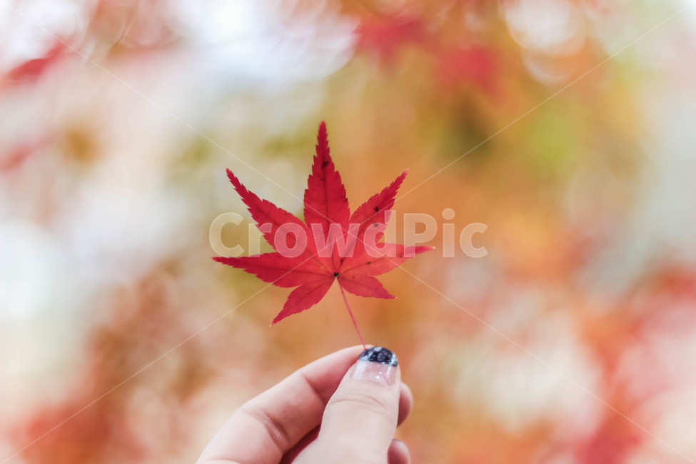 가을,단풍,단풍나무,단풍잎,fall,autumn,autumnleaves,autumnleaf,사물,빨강,red,가을,계절,fall,autumn,season,plant,식물,leaf,잎,tree,나무