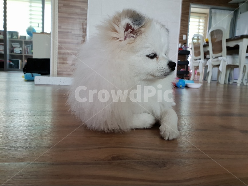 반려견,강아지,개,dog,반려동물,귀여움,섹시,애완동물,애완견,동물,animal,포유류,mammal,개,강아지,dog,doggy