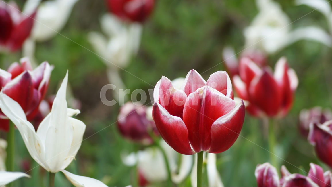 꽃,봄꽃,자연,풍경,튜울립,봄,계절,spring,season,식물,자연,plants,nature,꽃,flower,plant,blossom