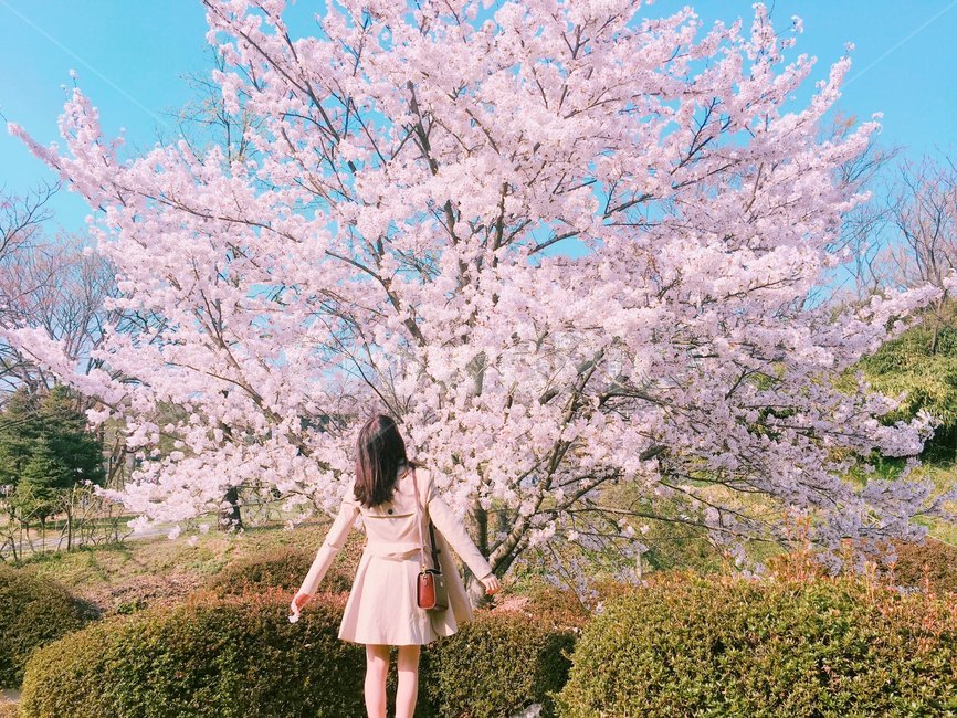 벚꽃,봄,바라봄,하늘,꽃,봄,계절,spring,season,꽃,flower,사람,인물,인간,human,person,여성,여자,woman,female,lady,색깔,색상,색채,색감,color sense,color sensitivity,feeling of color,plant,식물