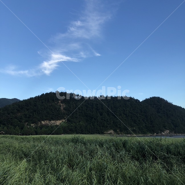 순천만,습지,갈대,풀밭,여름풍경