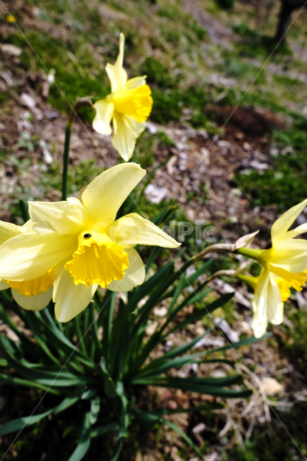 봄꽃,노랑꽃,꽃과벌레,봄,노랑색,초록색,식물,자연,plants,nature,꽃,flower