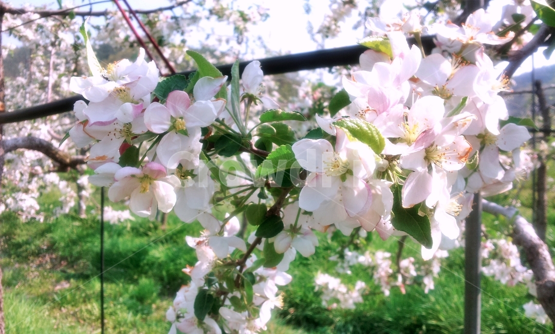 사과꽃,꽃,사과나무,봄꽃,봄,flower,blossom,appletree,만개,꽃송이,분홍꽃,식물,자연,plants,nature,꽃,flower
