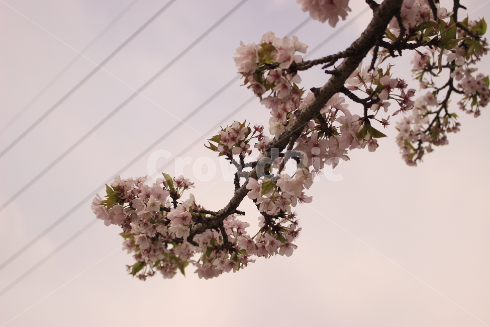 벚꽃,벚나무,꽃,봄,꽃나무,봄,계절,spring,season,식물,자연,plants,nature,꽃,flower,plant,blossom