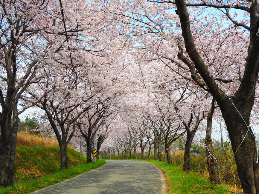 spring,pink,Cherry Blossom,warmth,Freshness,full bloom,Sunny